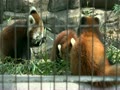夢見ヶ崎動物公園　レッサーパンダ　母子でお食事